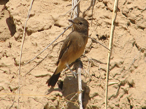 ׸���� �����
